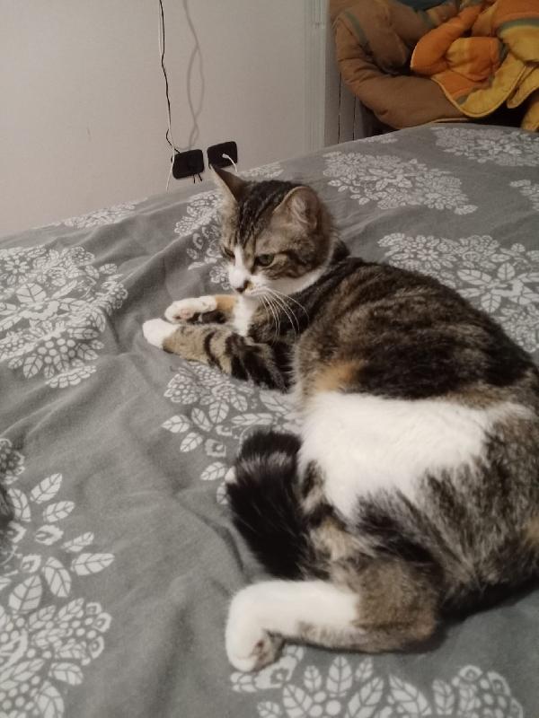 Zoe micia di un anno Foto 3